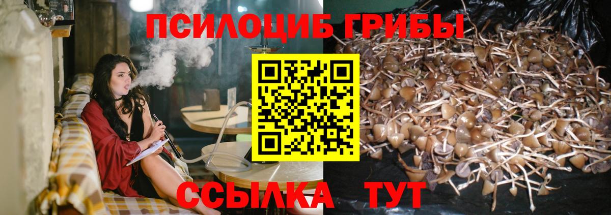 Галлюциногенные грибы Psilocybe Новотроицк
